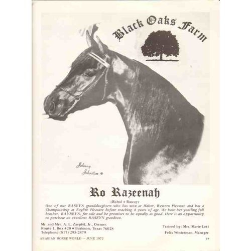 black oaks farm 1972 ro razeenah raseyn arabian horse stud vintage ad