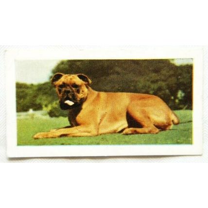 1960 Horniman's Tea card Pets No. 2 Boxer