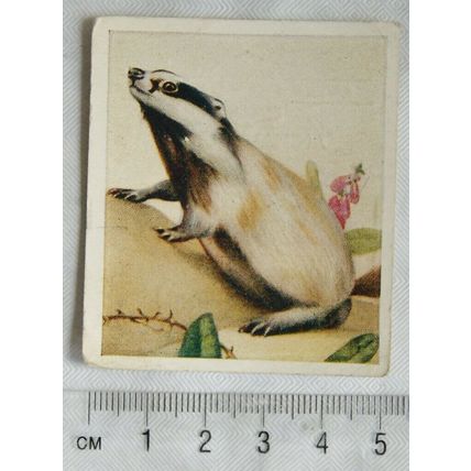 1936 Godfrey Phillips Animal Studies No. 28 badger