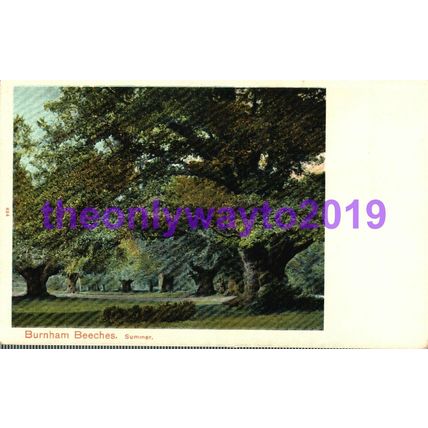Burnham Beeches Summer, Bucks, Postcard