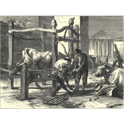 ROME SHOEING OXEN NEAR THE TEMPLE OF VESTA 1872 Horace Harral ANTIQUE ENGRAVING
