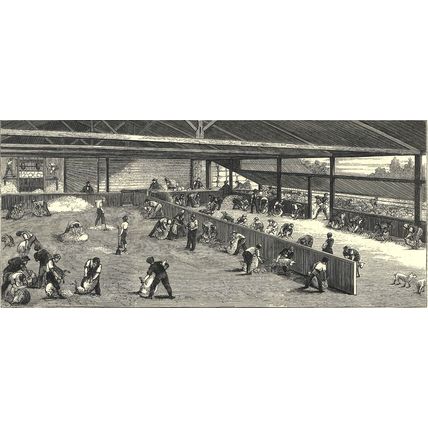 SCENES AT AN AUSTRALIAN SHEEP STATION - COLLAROY NEW SOUTH WALES 1872 ENGRAVING
