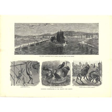ZOOLOGICAL ECCENTRICTIES AT THE REGENT’S PARK GARDENS 1872 VICTORIAN ENGRAVING