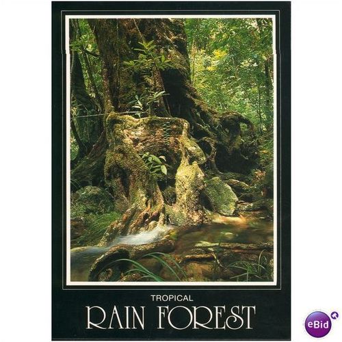 Australia Postcard 1983 - Tropical Rain Forest