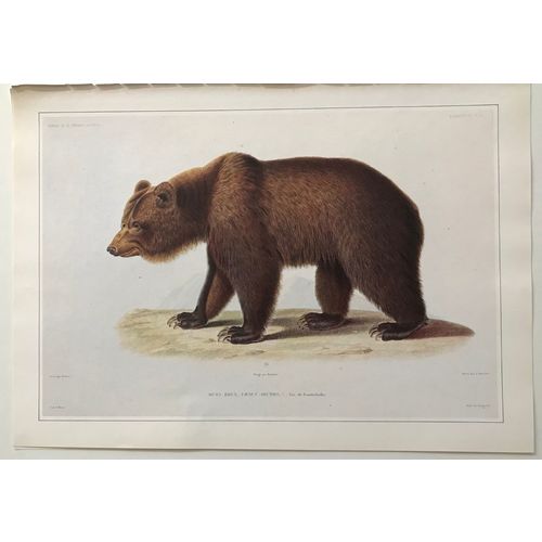 Brown Bear Antique Werner Print Engraving Vintage Poster Animal Art Decor Frame