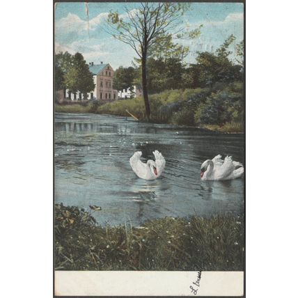 A Pair of Swans, 1905 - Postcard