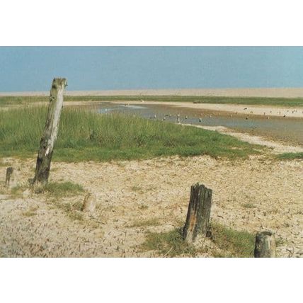 Salthouse Beach Norfolk Rare Sand Stumps Postcard