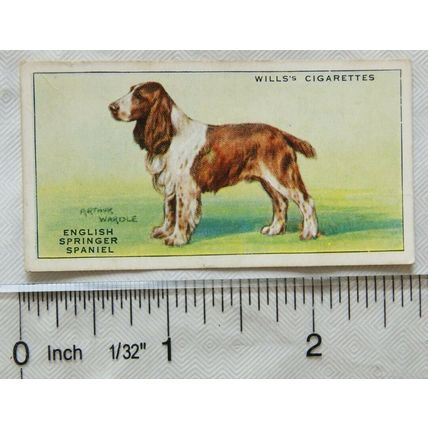 1937 Wills Dogs No. 36 English Springer Spaniel