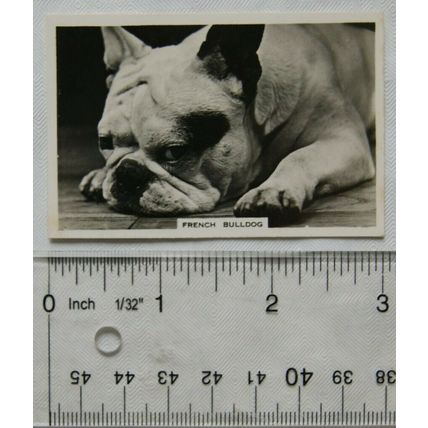 1939 Senior Service Dogs No. 30 French Bulldog