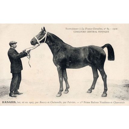 Hasard La France Chevaline 1907 Race Horse Antique PB Postcard