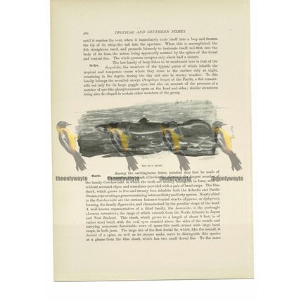Blue Shark, Animal Book Illustration (Print), c1916