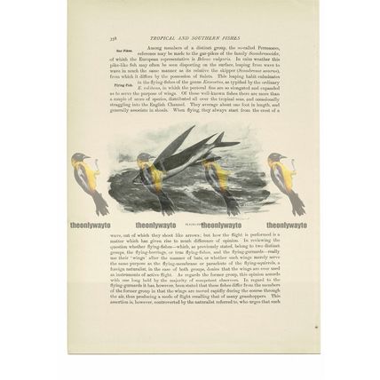Flying-Fish, Animal Book Illustration (Print), c1916