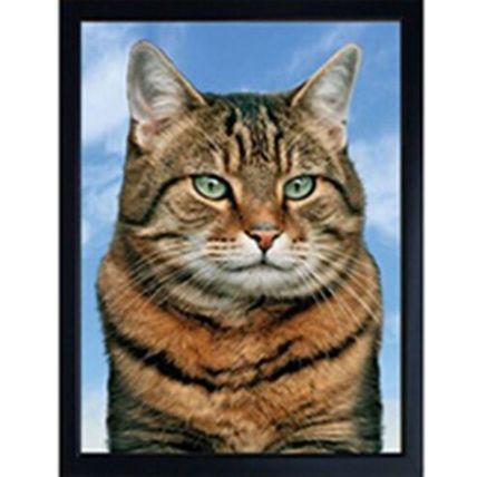 CAT FRIDGE MAGNETS BLACK, BLACK & WHITE, GINGER OR TABBY CAT 3D & hand finished