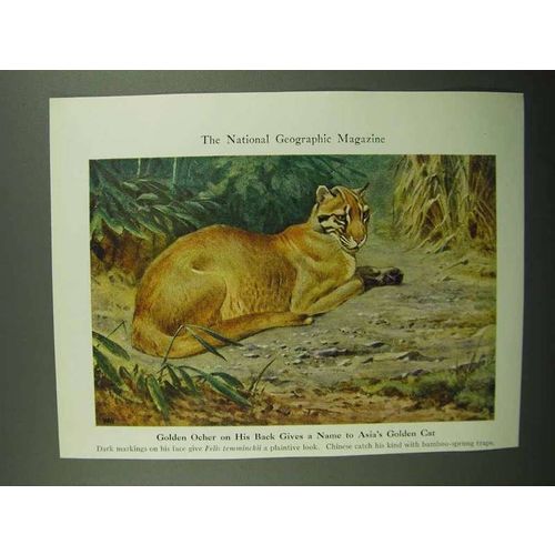 1943 Golden Ocher Illustration - Walter A. Weber