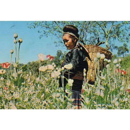 Opium Poppy Plants Growing Thailand Meo Tribe Girl Postcard