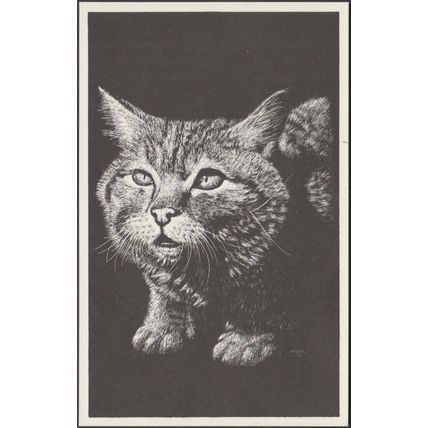 Wildcat, c.1970s - World Wildlife Fund Postcard