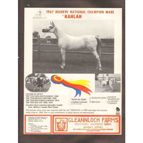 gleannloch farms 1972 nahlah morafic mohgah arabian horse vintage ad