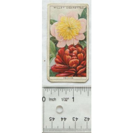 1933 Wills Garden Flowers No. 33 Paeonies