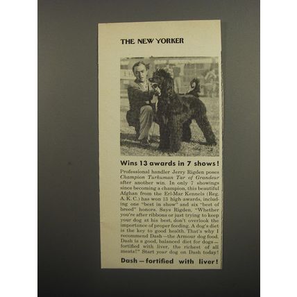1951 Armour Dash Dog Food Ad - Afghan Dog - Wins 13 awards in 7 shows