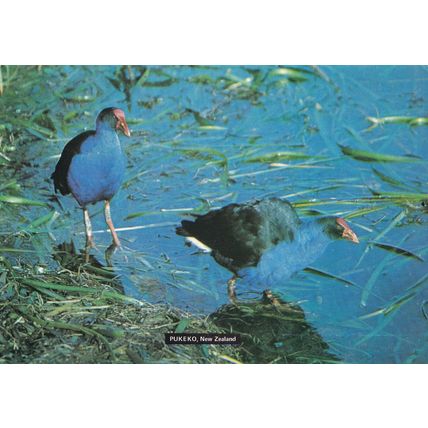 Pukeko Swamp Hen New Zealand Tiki Bird Postcard