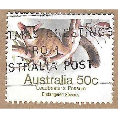 Leadbeater's Possum