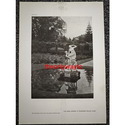 ROSE GARDEN, BLENHEIM PALACE OXON, (More, Reverse), Book Illustration (Print)