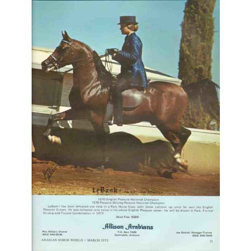 allison arabians 1972 le bask national champion stud horse vintage ad