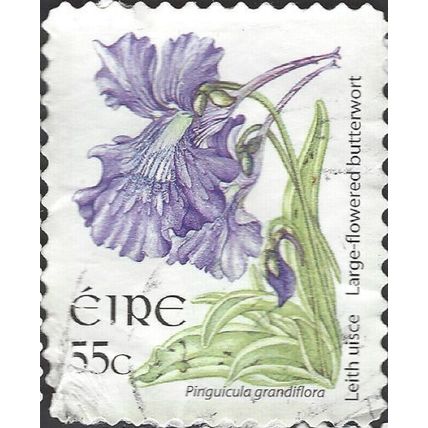 EIRE, FLOWER, Butterwort, Pinguicula grandiflora adhesive, white 2007, 55c, #2