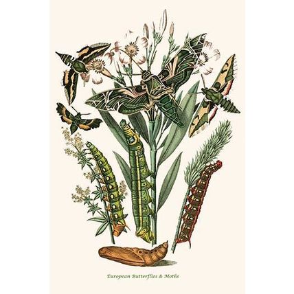 European Butterflies & Moths (Plate 81) 12 x 18 Poster