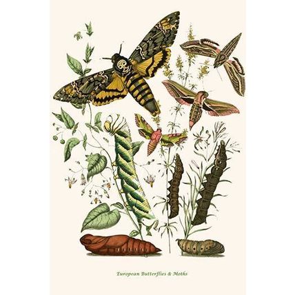 European Butterflies & Moths (Plate 82) 12 x 18 Poster