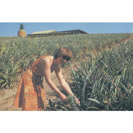 Pineapple Plantation Queensland Australia Postcard