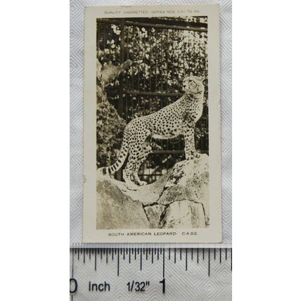 1926 Pattreiouex Real Photos Animals No. CA83 - South American Leopard