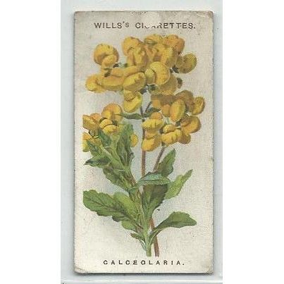 Willis cigarettes ' CALCEOLARIA ' vintage card