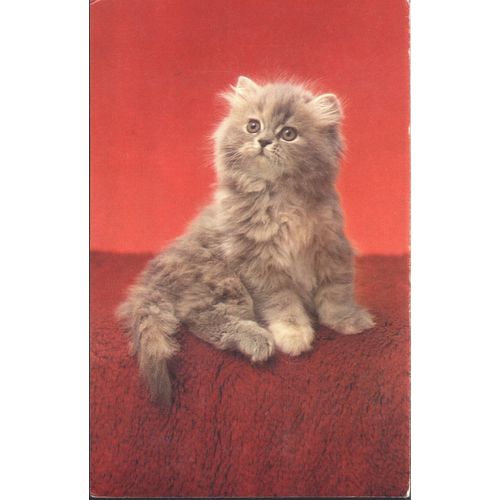 Vintage Salmon PC - Cat On Carpet