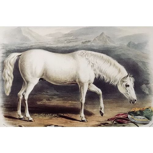 Antique Print ARAB Horse Lithograph poster W Shiels vintage Animal Wall Art