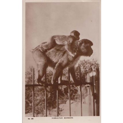 Gibraltar Channel Island Monkey Monkeys Animal Animals Real Photo Postcard