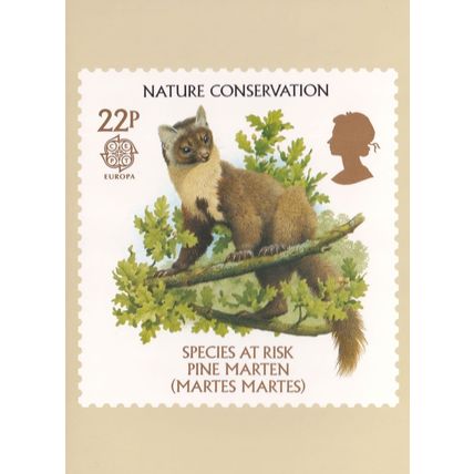 Pine Martin Squirrel Endangered Species Rare Limited Edn Postcard