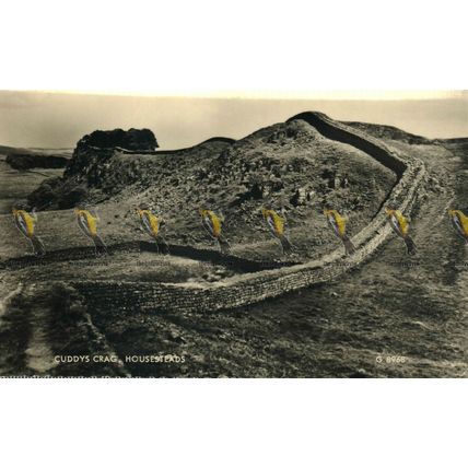 Cuddy's Crag, Housesteads, Northumberland, G8968 RP Valentine's Postcard, 1961