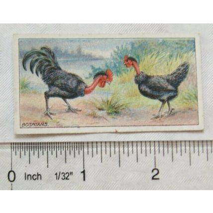 1916 Ogdens Poultry 2nd Series, No. 27 Bosnians