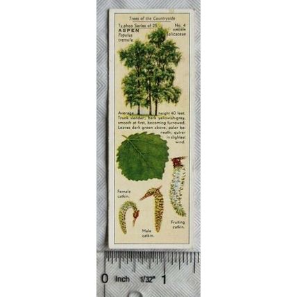 1938 Typhoo Trees of the Countryside 4 Aspen