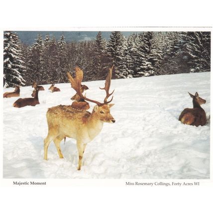 Hampshire Reindeer Majestic Moment Forty Acres Christmas Postcard