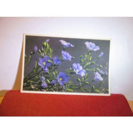 ALPINE FLAX flowers Swiss unused postcard =
