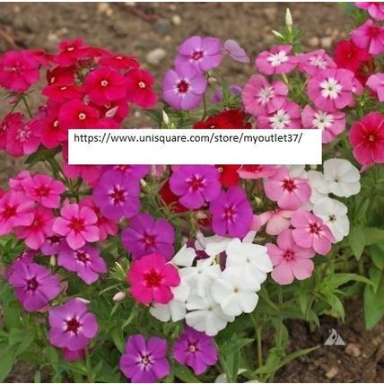 Phlox Annual Mix Seeds - Flower Seeds - BOGO