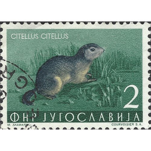 YUGOSLAVIA, MAMMAL, European Ground Squirrel, green-grey 1954, 3din