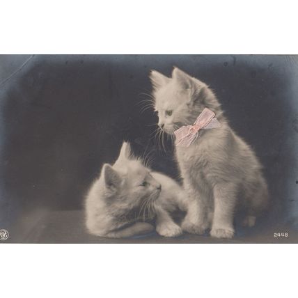 Cat Kitten With REAL PINK RIBBON Antique Postcard