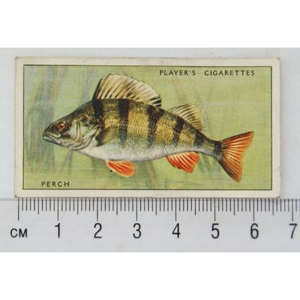 1933 Players Fresh-water Fishes, pink back No. 29 Perch