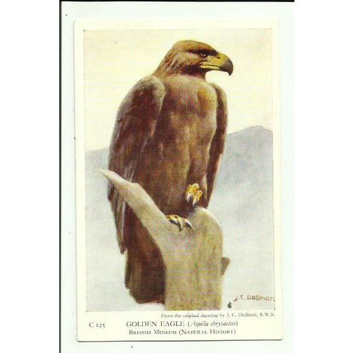 Birds GOLDEN EAGLE Art Postcard by British Museum (C 125)