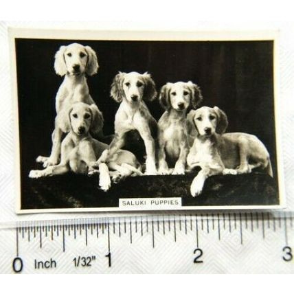 1939 Senior Service Dogs No. 14 Saluki Puppies