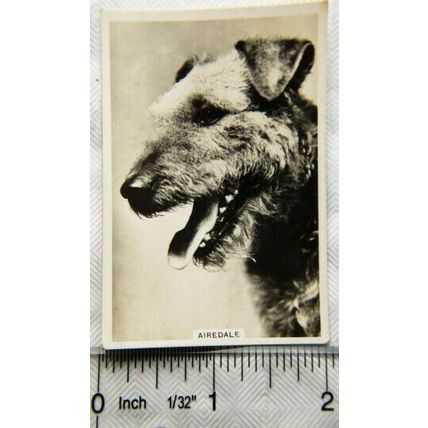 1939 Senior Service Dogs No. 17 Airedale