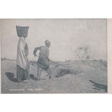 India Indian Digging Winnowing The Corn Antique Farm Farming Postcard